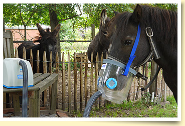 Inhalationstherapie, hier beim Pferd